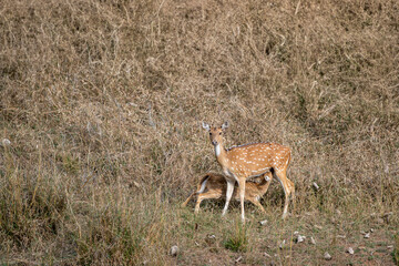 baby fawn feeding milk from his female mother spotted deer or chital or axis deer or axis axis in outdoor wildlife safari wild grassland of dhikala jim corbett national park forest uttarakhand india