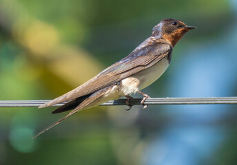 swallow on a branch