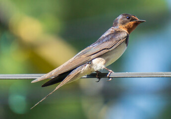 swallow on a branch