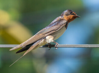 swallow on a branch