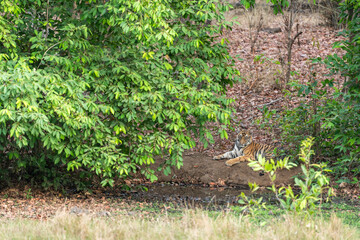wild bengal male tiger or panthera tigris cub sitting in winter season safari at bandhavgarh...