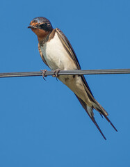 Swallows resting on power lines 