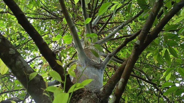 nutmeg tree or Mystrica fragrans, covered with spider webs