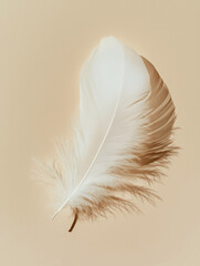 White Feather with Soft Shadow on Minimal Beige Background