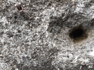 Extreme macro close-up of rough, weathered gray rock or concrete surface featuring a dark, natural hole or small cavity. Detailed texture background for abstract, natural, and geological themes.