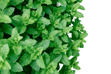 Fresh mint green leaves background with copy space.