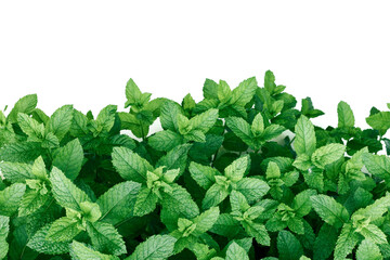 Fresh mint green leaves background with copy space.