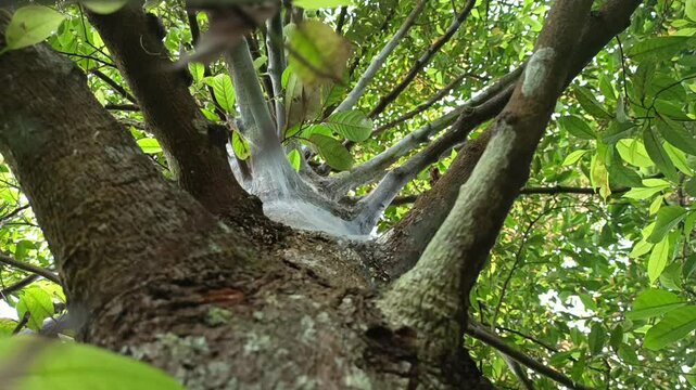 nutmeg tree or Mystrica fragrans, covered with spider webs