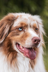 Hundegesicht.