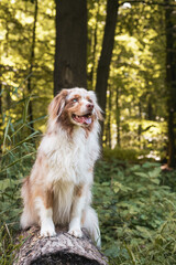 Hund sitzend auf Baumstamm.