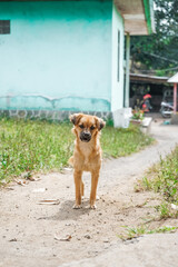 A small brown dog stands on a dirt path and looking at the camera