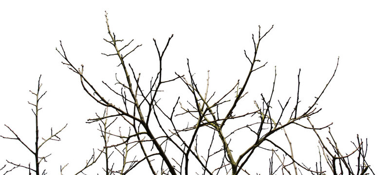 Bare Tree Branches Against the Sky: A stark, detailed image of bare tree branches reaching towards the sky, their intricate network silhouetted against a backdrop of the horizon.