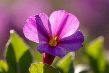 Fototapeta premium Close-up of a vibrant purple flower with delicate petals and green leaves.