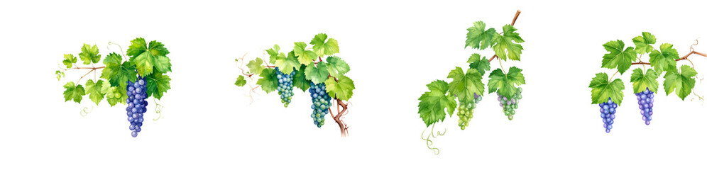 Obraz premium Vibrant grape clusters hanging from lush green vines, perfect for summer scenery.
