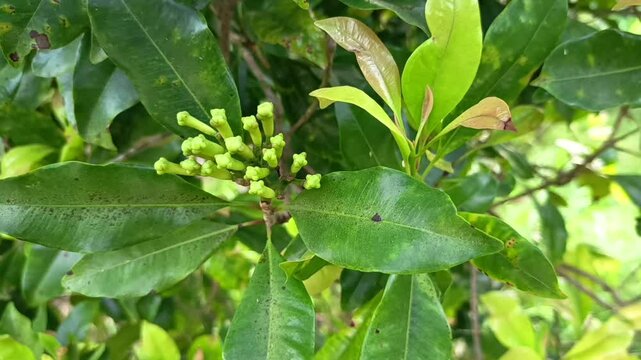 clove fruit on the branch of the tree, Syzygium aromaticum
