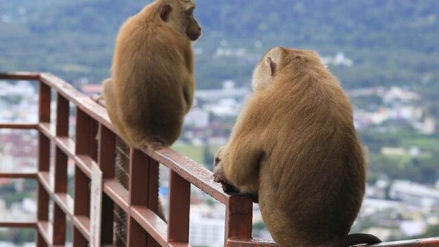 Nature background of wild animals, monkeys or gibbons searching for food and moving quickly on a big mountain. Some are fierce with sharp fangs, usually living in groups.