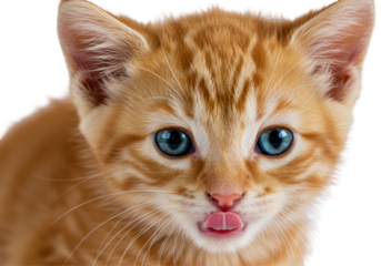 Isolated Playful Ginger Kitten with Tongue Sticking Out
