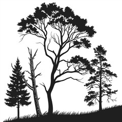 Obraz premium Silhouettes of trees in a forest landscape