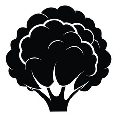 silhouette cauliflower on white background