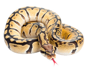 Obraz premium Colorful ball python in a coiled position.