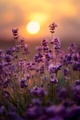 Fototapeta premium Purple Lavender Fields Basking in Golden Sunset Light.