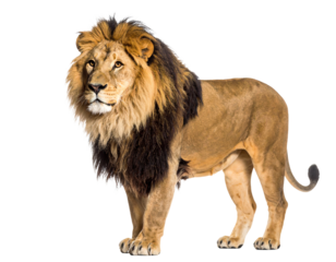 Majestic lion standing confidently in nature.