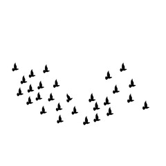 flock of pigeons on white background 