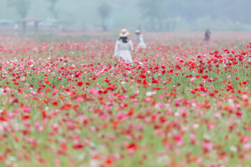 A riverfront view on a spring day full of red poppies, cornflower, babys breath and spring flowers....