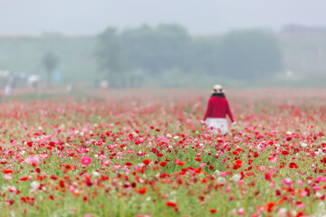 A riverfront view on a spring day full of red poppies, cornflower, babys breath and spring flowers....