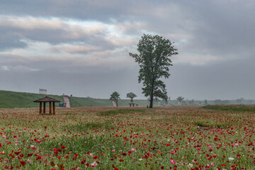 A riverfront view on a spring day full of red poppies, cornflower, babys breath and spring flowers....