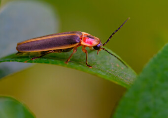 Closeup macro view of a firefly resting on a blueberry leaf