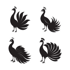 Majestic Peacock Displaying Open Feathers