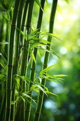 Lush Bamboo Stalks Surrounded by Greenery in a Tranquil Forest Setting During Golden Hour.