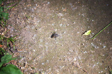 A gray flesh fly resting on the ground, captured in detailed macro photography showcasing its intricate features