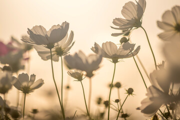 White Cosmos Flowers in Sunset Light, Soft Backlit Silhouette, Oita Japan