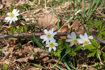 Europa, Deutschland, Mecklenburg-Vorpommern, Mecklenburgische Seenplatte, Müritz Nationalpark, Buschwindröschen (Anemone nemorosa)