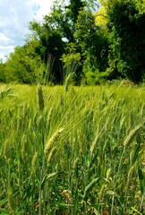 Green wheat field on a sunny summer day. Close-up.
