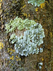 Lichen on a tree trunk. Close-up. Nature.