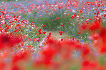 A riverfront view on a spring day full of red poppies, cornflower, babys breath and spring flowers. A view of the Akyang banks near the Namgang River in Haman-gun, Gyeongsangnam-do, Korea.
