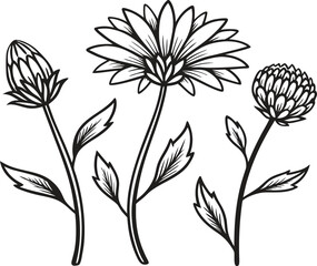 Modern vector illustration featuring a collection of hand-drawn vector set of flowers.