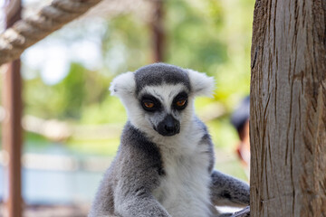Lemurs at the Khao Kheo Outdoor Zoo in Thailand
