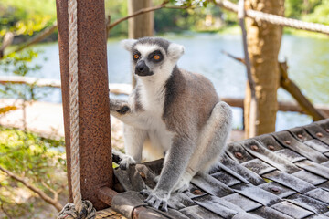 Lemurs at the Khao Kheo Outdoor Zoo in Thailand