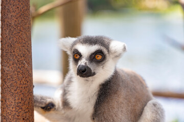 Lemurs at the Khao Kheo Outdoor Zoo in Thailand