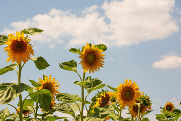 sunflower field and close-up sunflowers