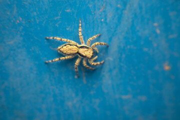 A close-up of a Grey Wall Jumper (Menemerus bivittatus) resting on a vibrant blue wall. The spider's two-striped body pattern stands out against the bright background. Ideal for nature themes