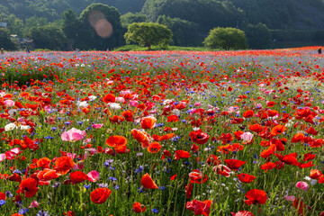 A riverfront view on a spring day full of red poppies, cornflower, babys breath and spring flowers. A view of the Akyang banks near the Namgang River in Haman-gun, Gyeongsangnam-do, Korea.