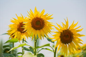 Fototapeta premium sunflower field and close-up sunflowers