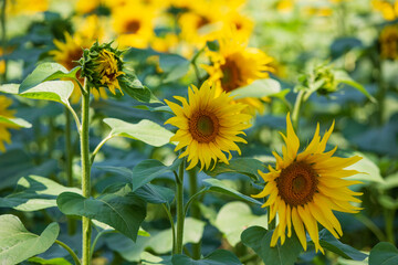 sunflower field and close-up sunflowers