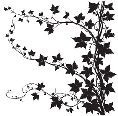 ivy branch isolated on white background silhouette vector