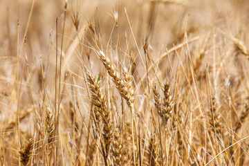 Wheat field and harvest time